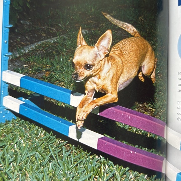 Book: The Chihuahua - Picture 9 of 12